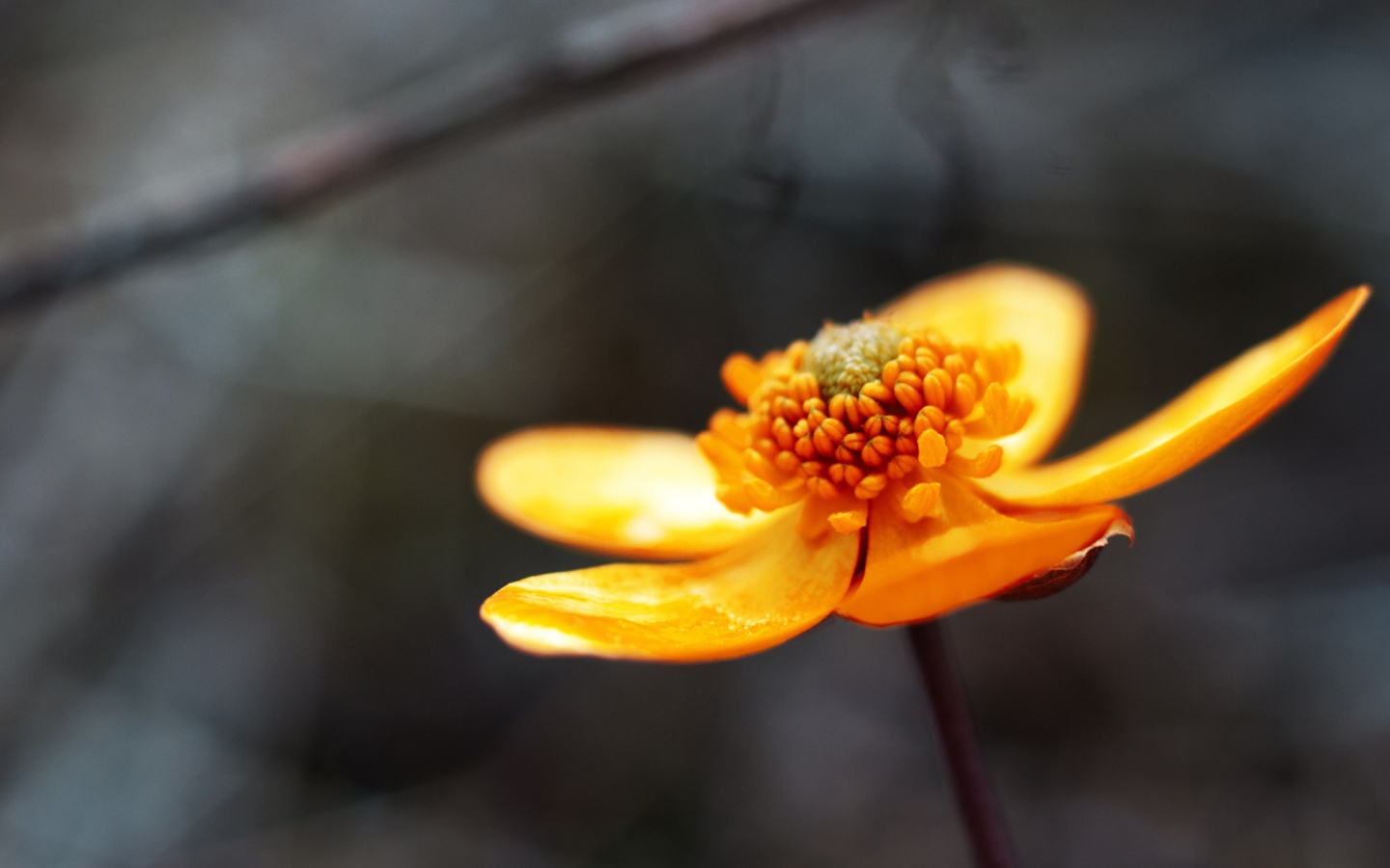 Screenshot №1 pro téma Orange Flower 1440x900
