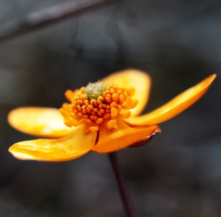 Orange Flower - Obrázkek zdarma pro iPad mini