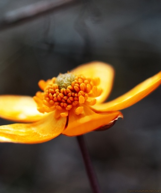 Orange Flower - Obrázkek zdarma pro iPhone 4