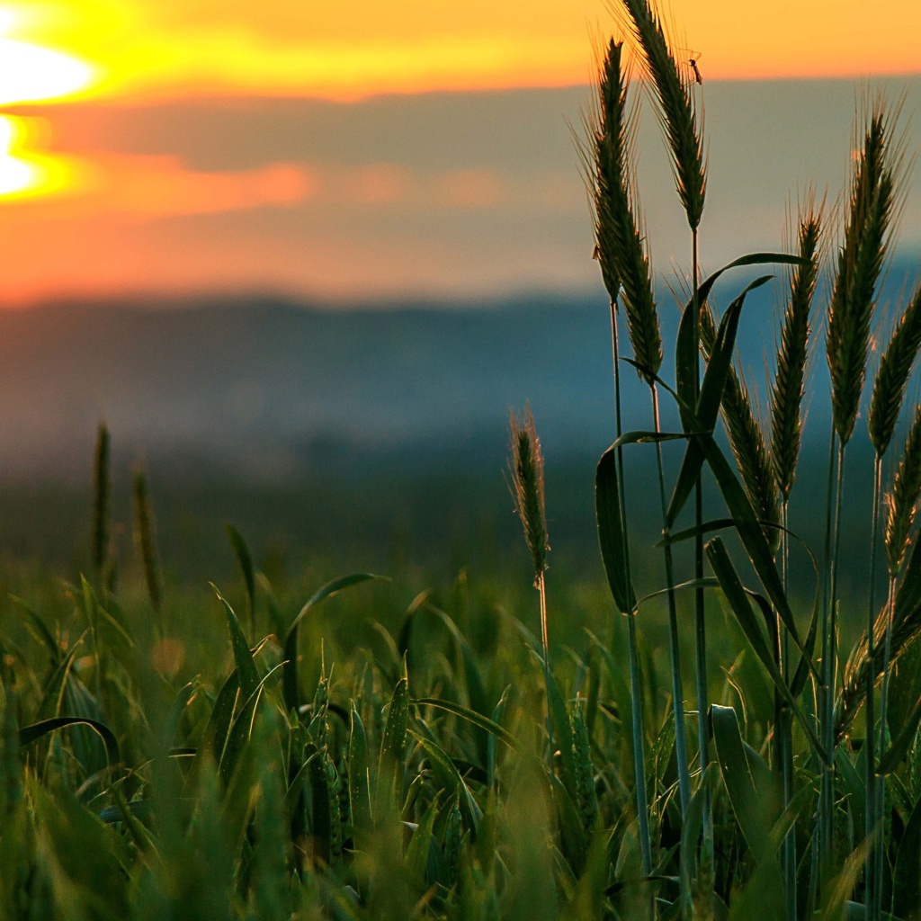 Обои Wheat Sunset 1024x1024