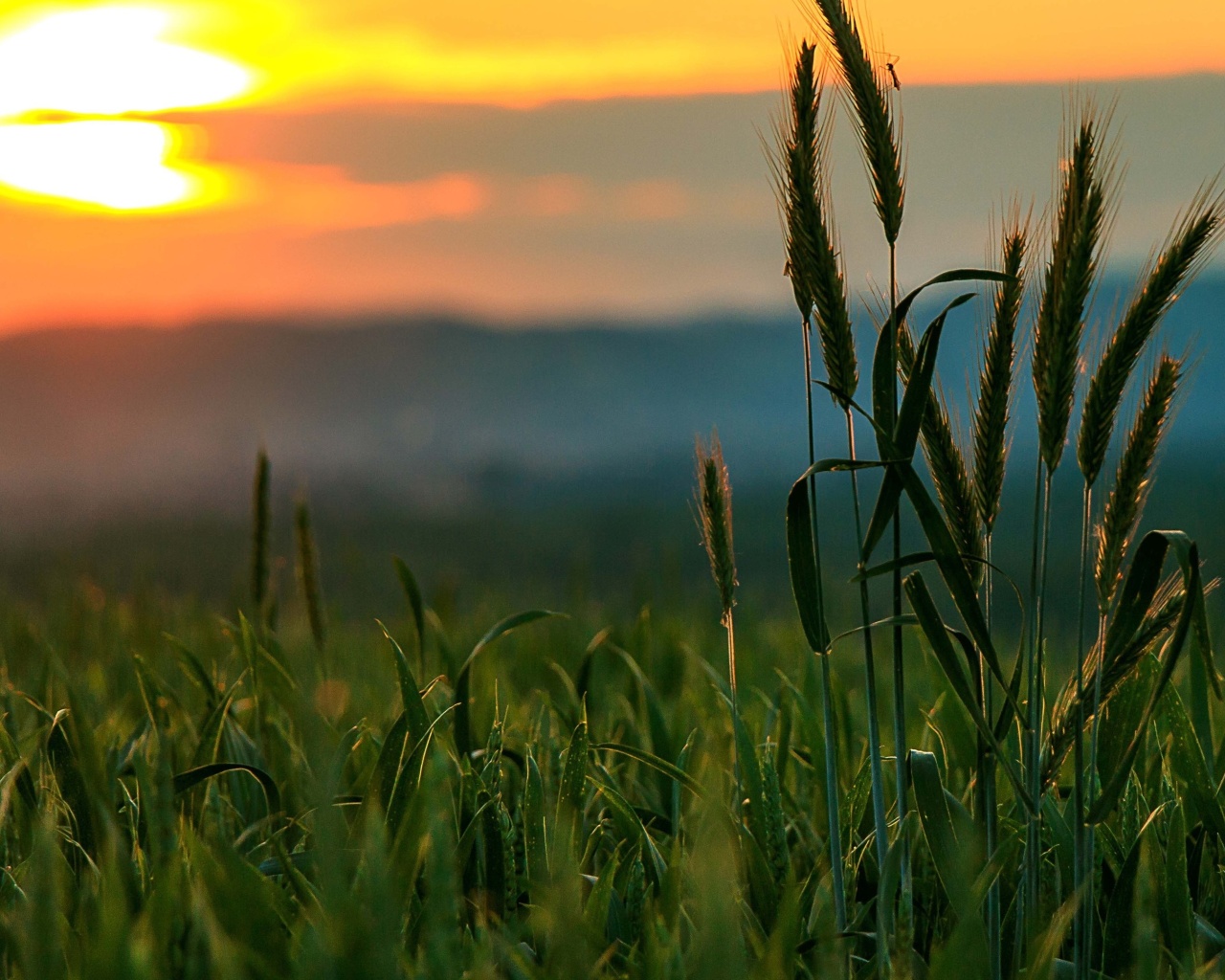 Das Wheat Sunset Wallpaper 1280x1024