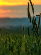 Fondo de pantalla Wheat Sunset 132x176