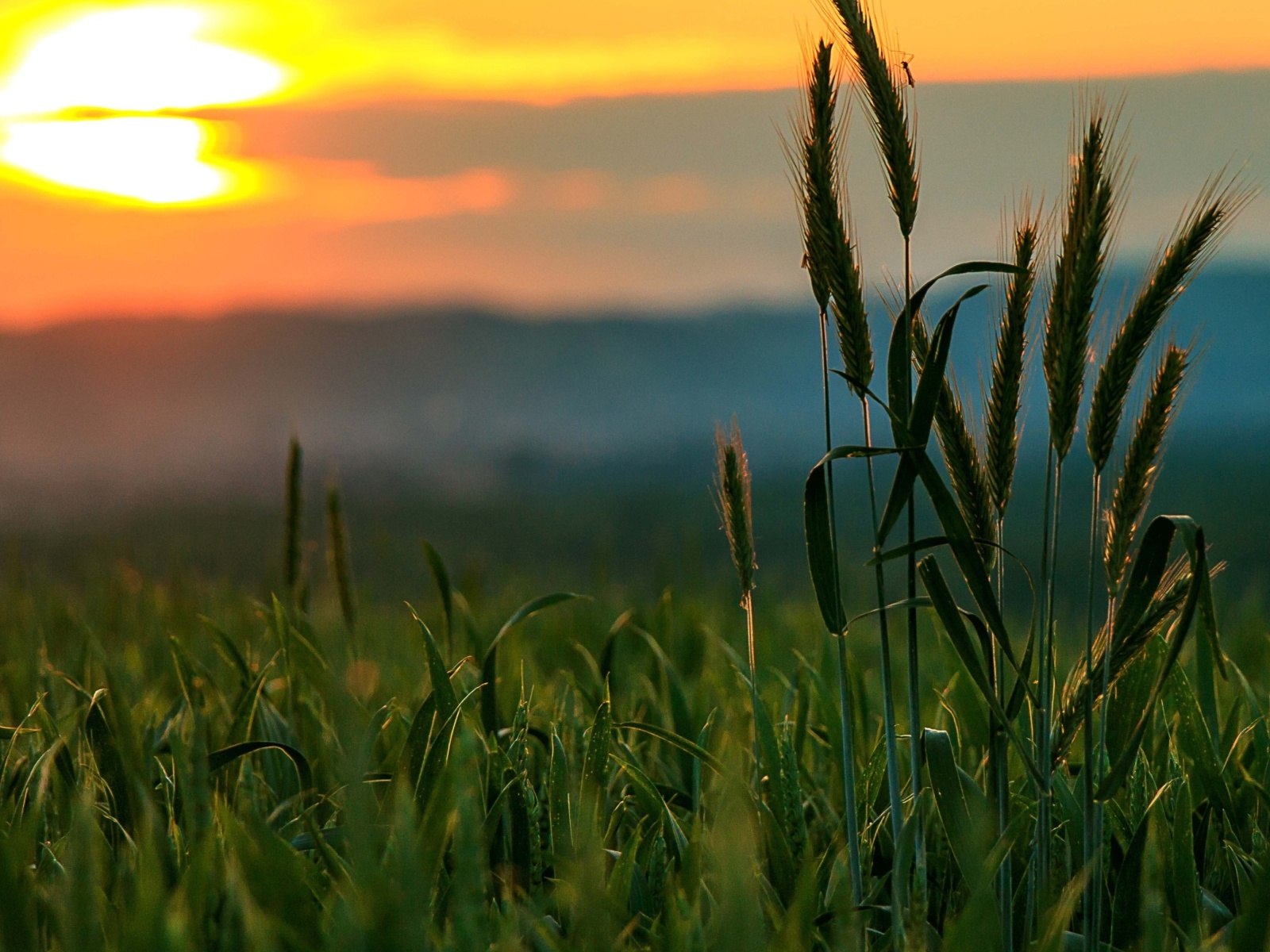 Das Wheat Sunset Wallpaper 1600x1200