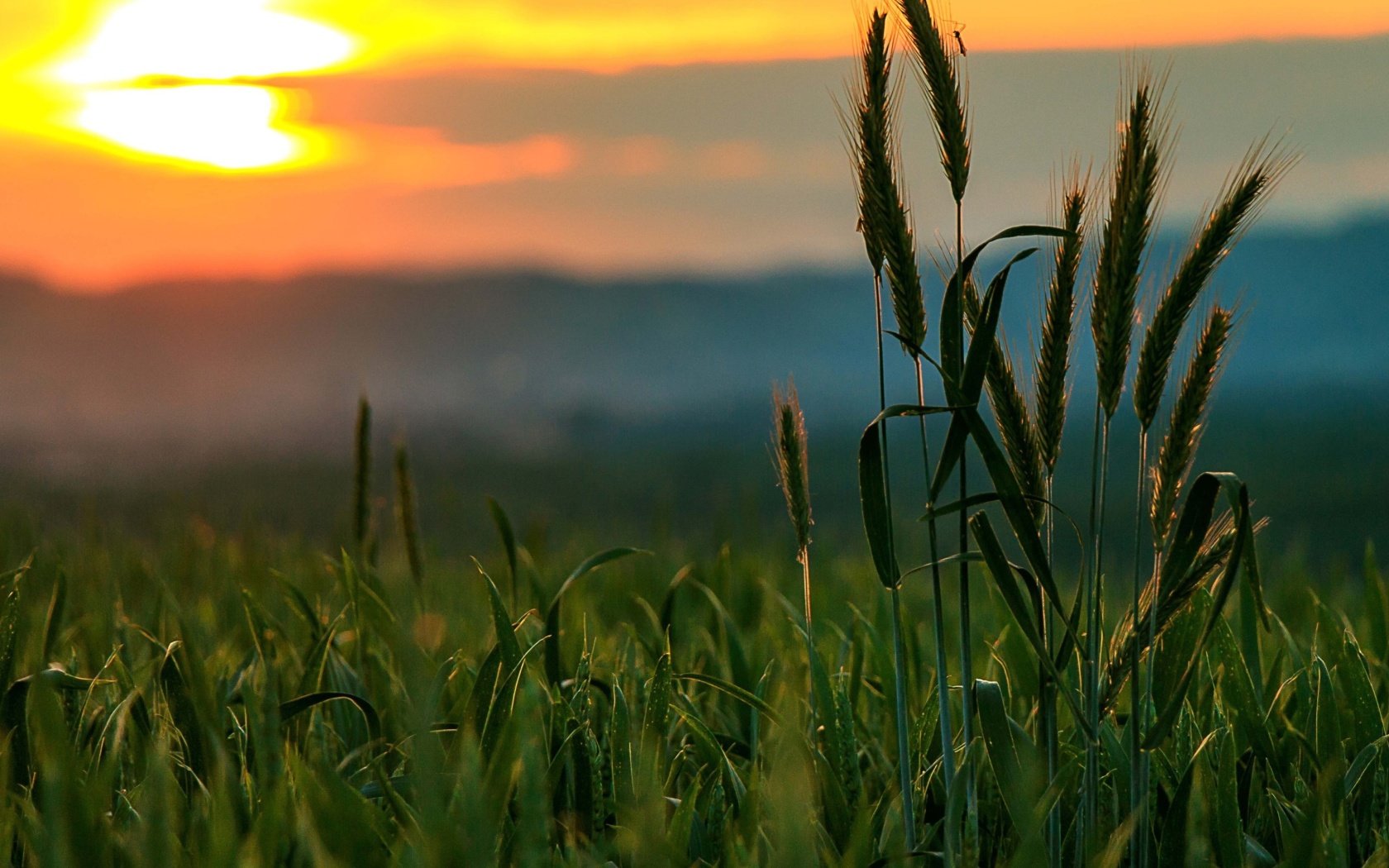 Sfondi Wheat Sunset 1680x1050