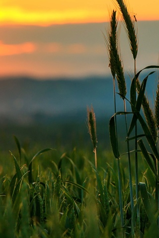 Wheat Sunset screenshot #1 320x480