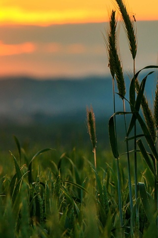 Das Wheat Sunset Wallpaper 320x480