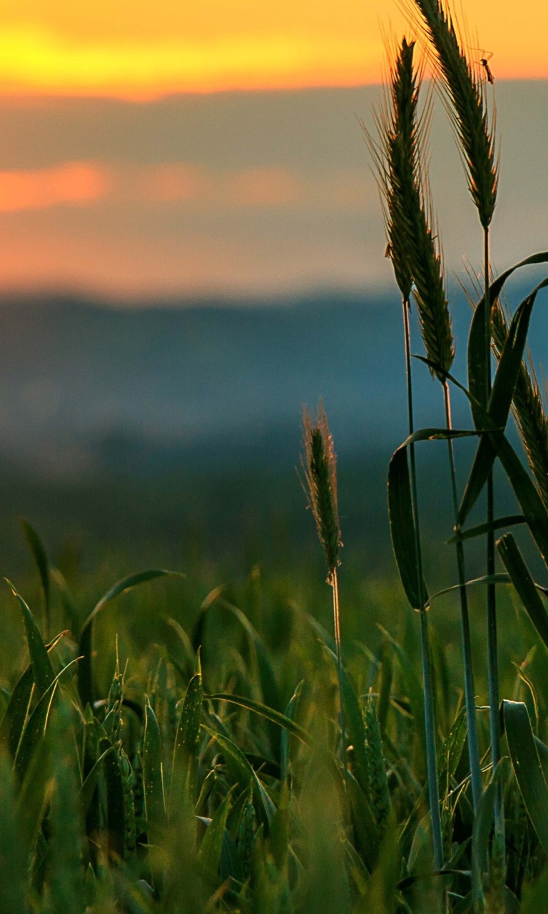 Wheat Sunset wallpaper 768x1280