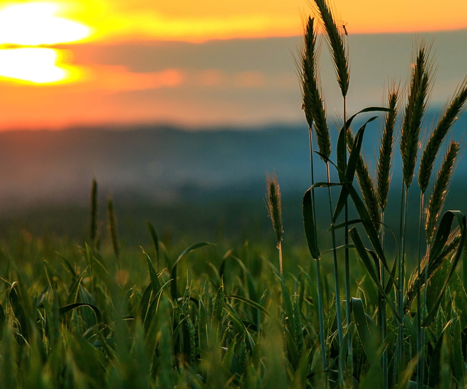 Wheat Sunset screenshot #1 960x800