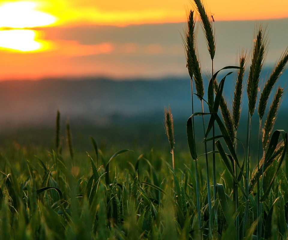 Обои Wheat Sunset 960x800