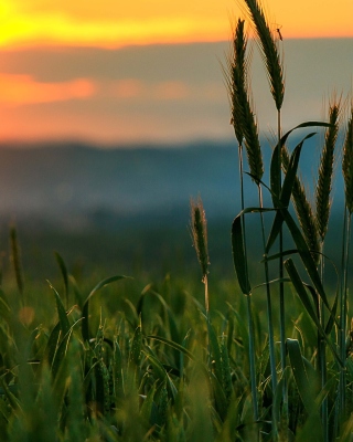 Kostenloses Wheat Sunset Wallpaper für Nokia X6