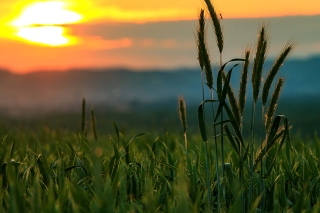 Wheat Sunset Background for Android, iPhone and iPad