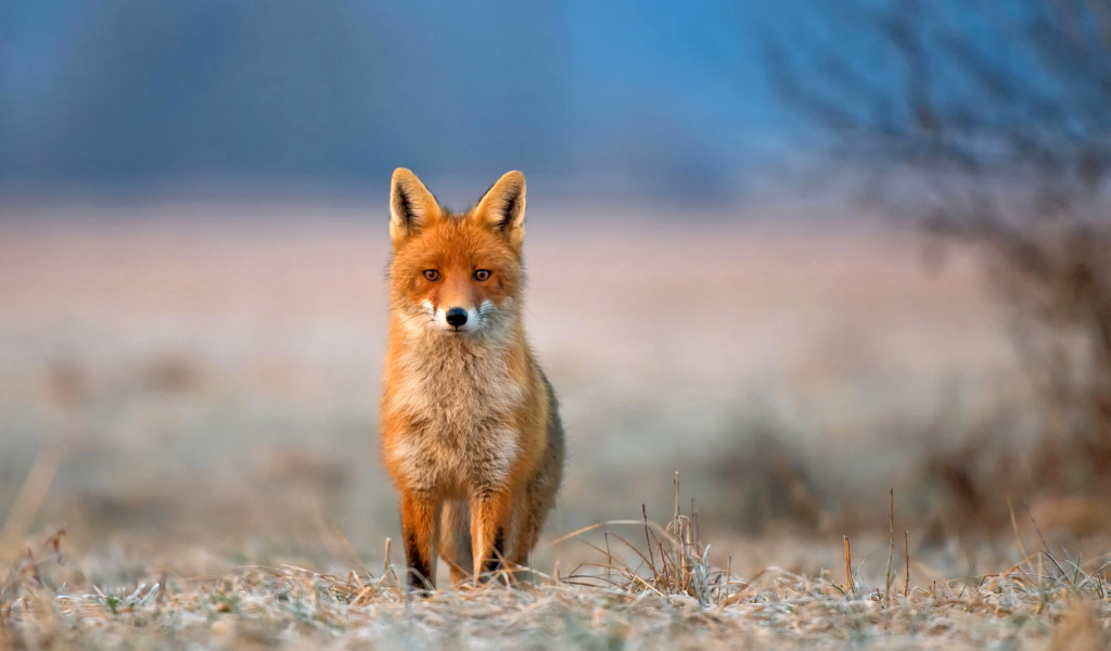 Das Orange Fox In Field Wallpaper 1024x600