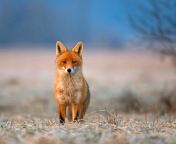 Das Orange Fox In Field Wallpaper 176x144