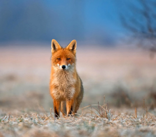 Orange Fox In Field - Obrázkek zdarma pro 128x128