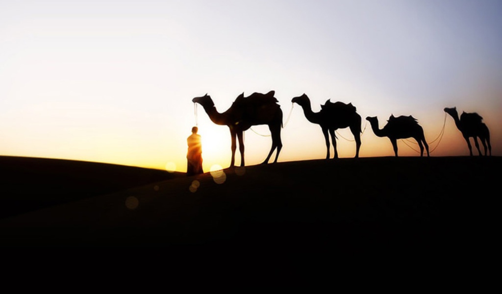 Das Camel At Sunset Wallpaper 1024x600