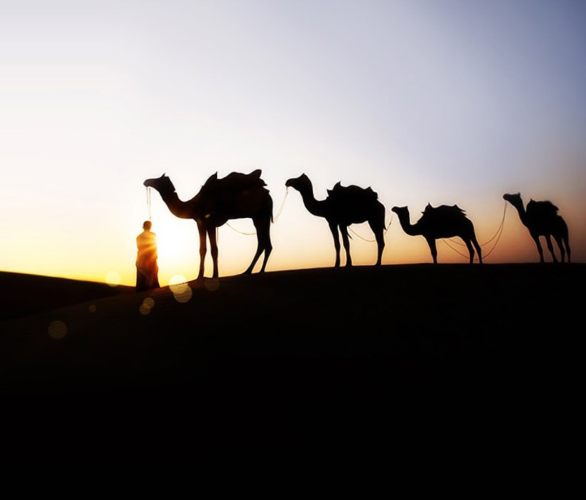 Das Camel At Sunset Wallpaper 1200x1024