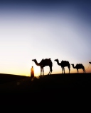 Das Camel At Sunset Wallpaper 128x160