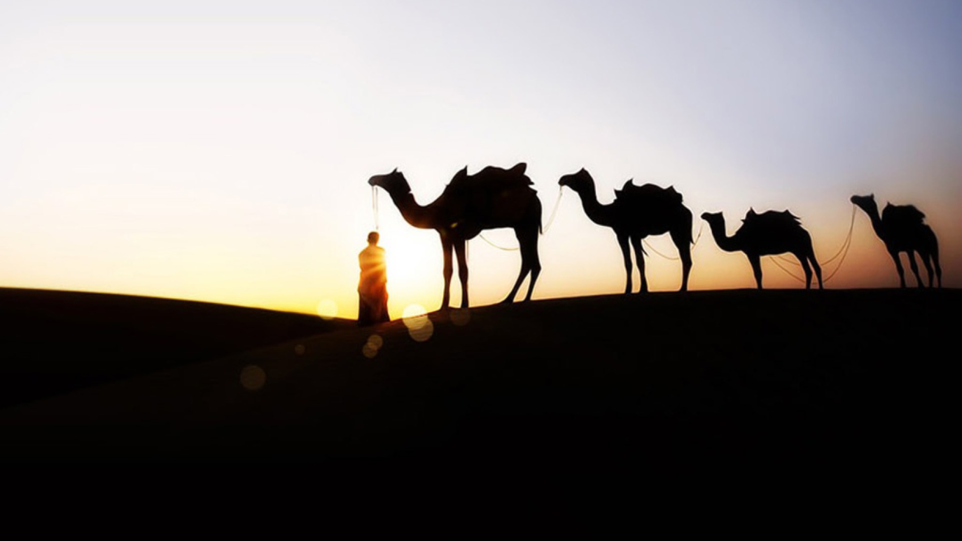 Sfondi Camel At Sunset 1920x1080