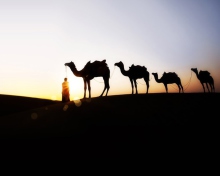 Screenshot №1 pro téma Camel At Sunset 220x176