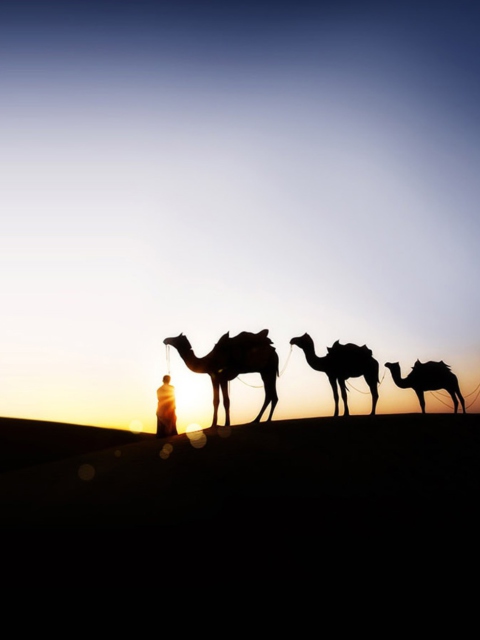 Fondo de pantalla Camel At Sunset 480x640