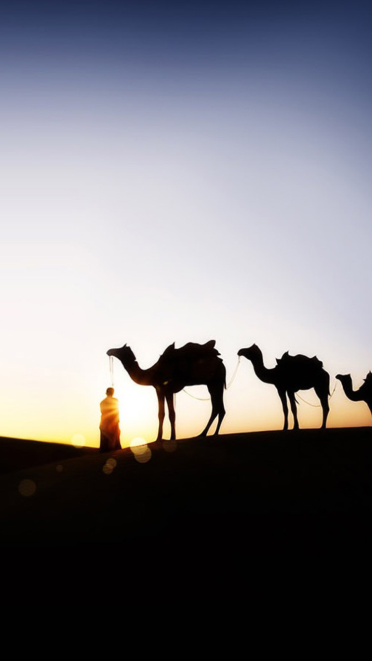 Обои Camel At Sunset 750x1334