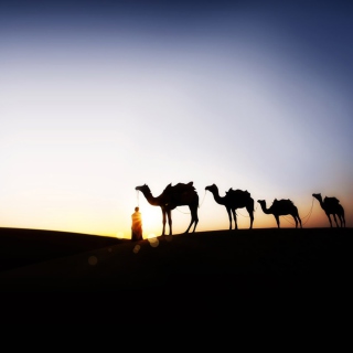 Camel At Sunset - Fondos de pantalla gratis para 128x128