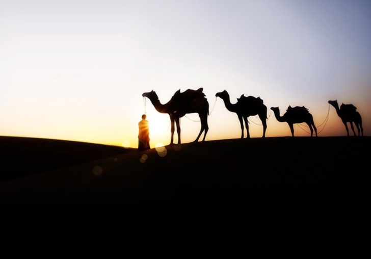 Screenshot №1 pro téma Camel At Sunset