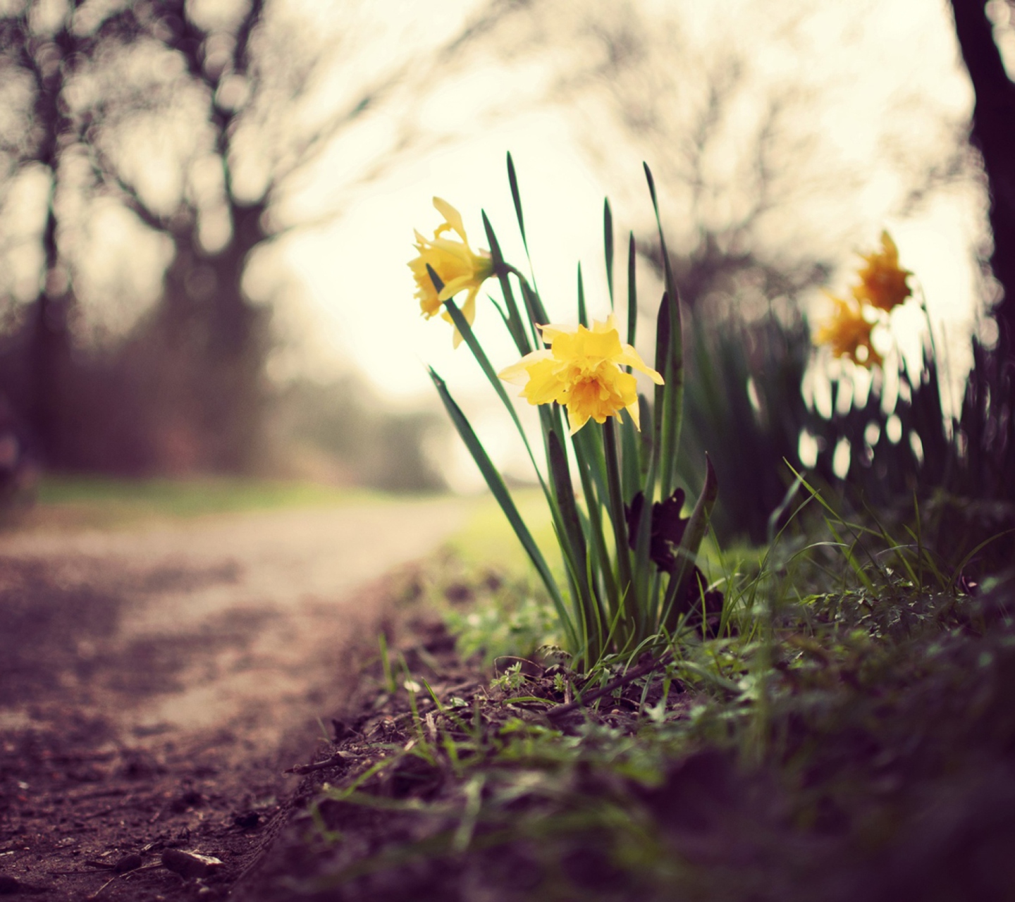 Fondo de pantalla Daffodils 1440x1280