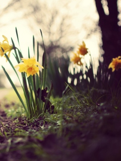 Daffodils screenshot #1 240x320