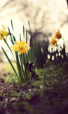 Fondo de pantalla Daffodils 240x400