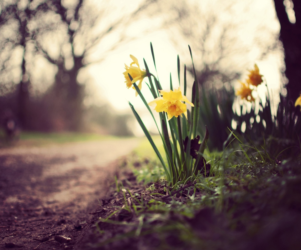 Sfondi Daffodils 960x800