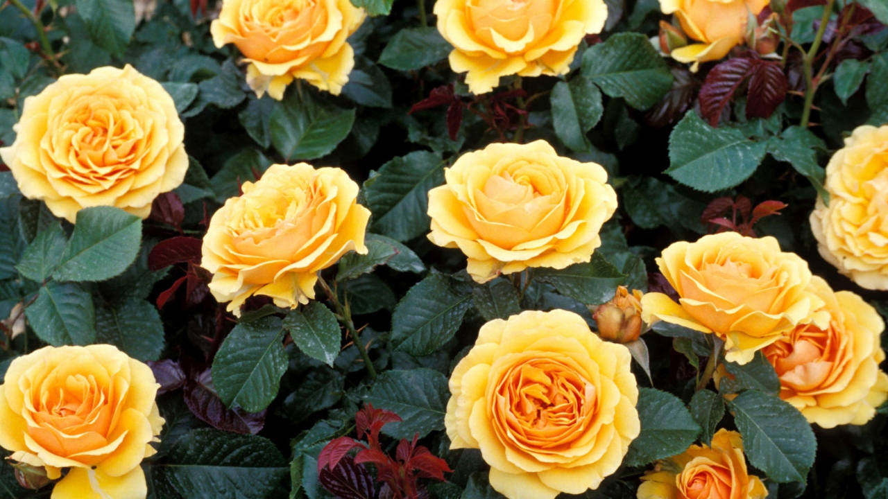 Das Yellow Roses Wallpaper 1280x720