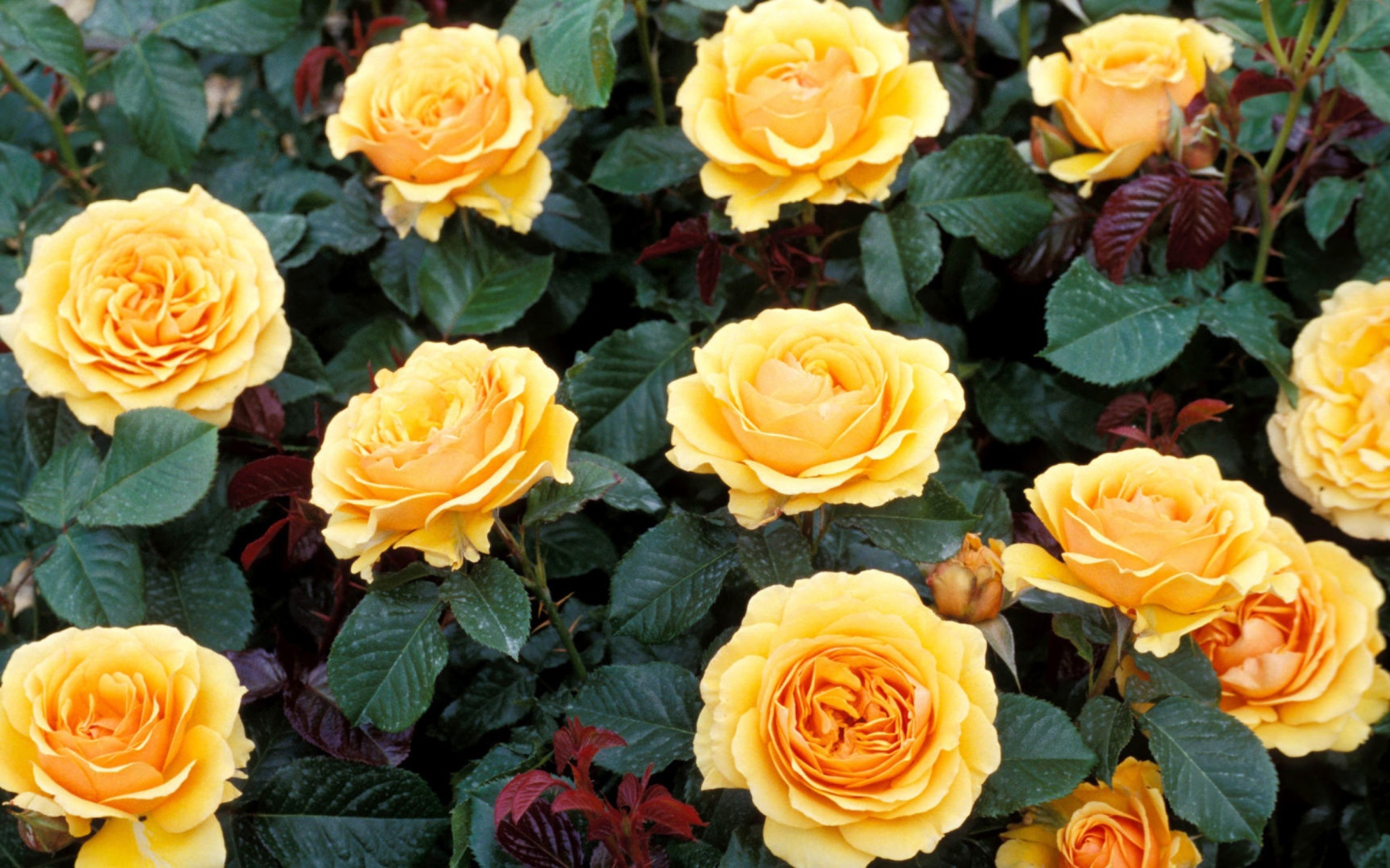 Обои Yellow Roses 1680x1050