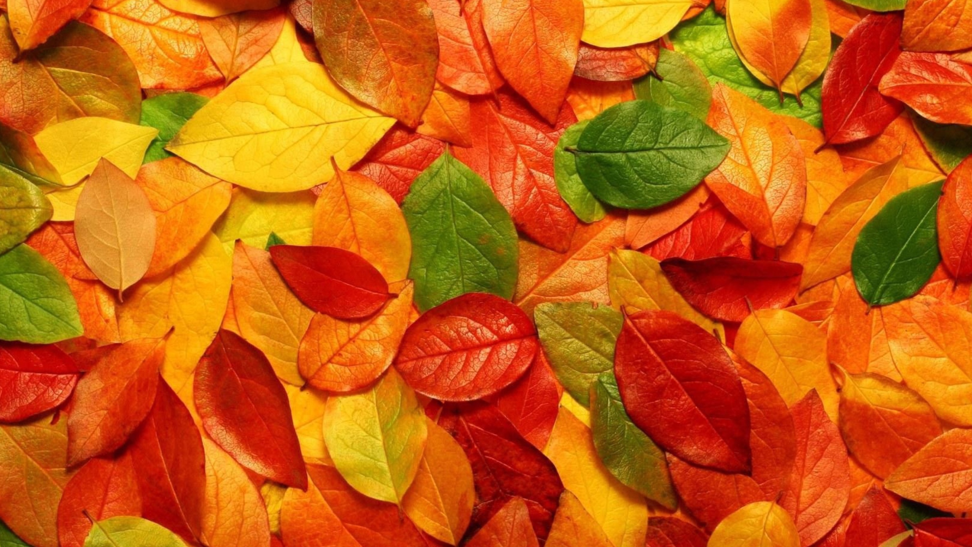 Screenshot №1 pro téma Autumn Leaves Rug 1920x1080