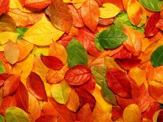 Screenshot №1 pro téma Autumn Leaves Rug 320x240