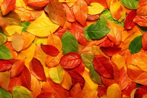 Fondo de pantalla Autumn Leaves Rug 480x320
