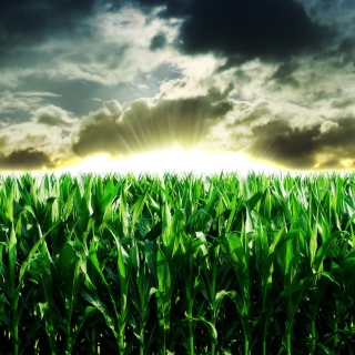 Green Corn - Obrázkek zdarma pro iPad