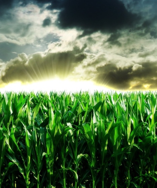 Kostenloses Green Corn Wallpaper für iPhone 5C