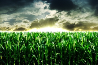 Green Corn - Obrázkek zdarma pro Samsung Galaxy Tab 3