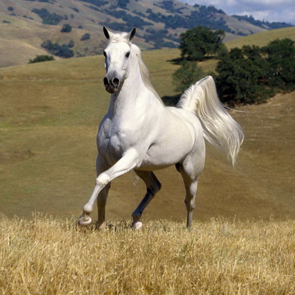 Обои White Horse 1024x1024