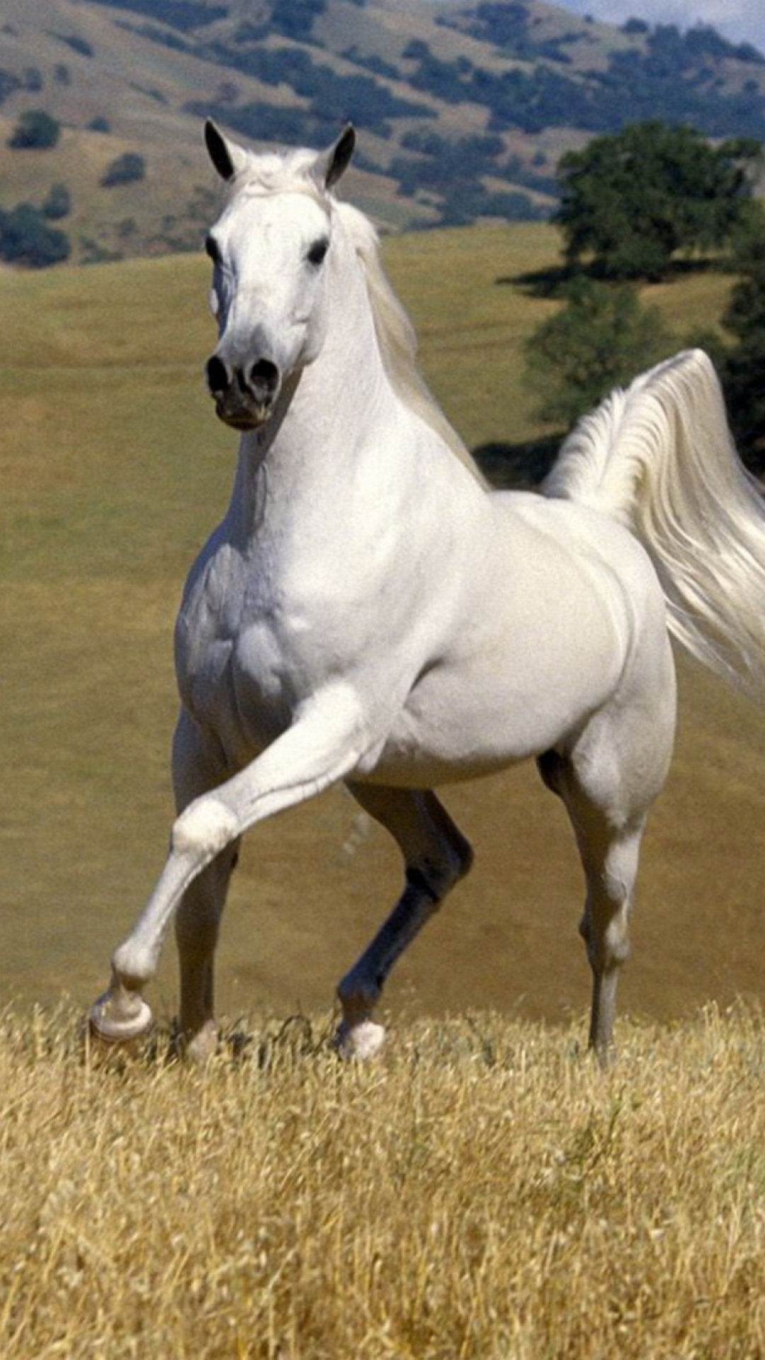 Fondo de pantalla White Horse 1080x1920
