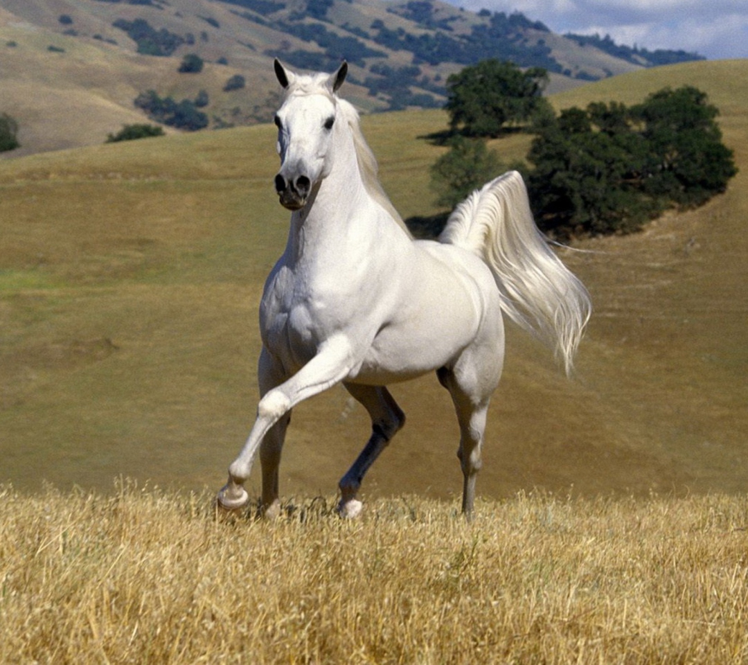 White Horse wallpaper 1080x960
