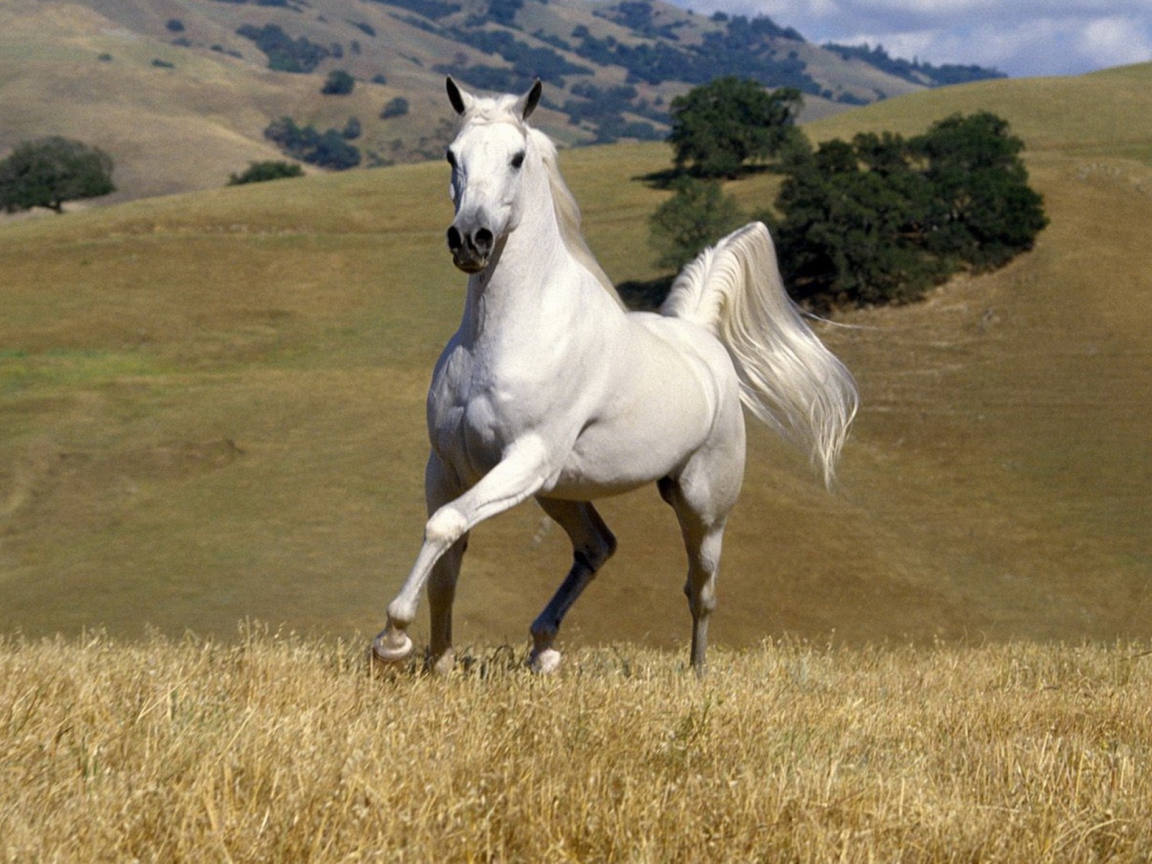 Обои White Horse 1152x864