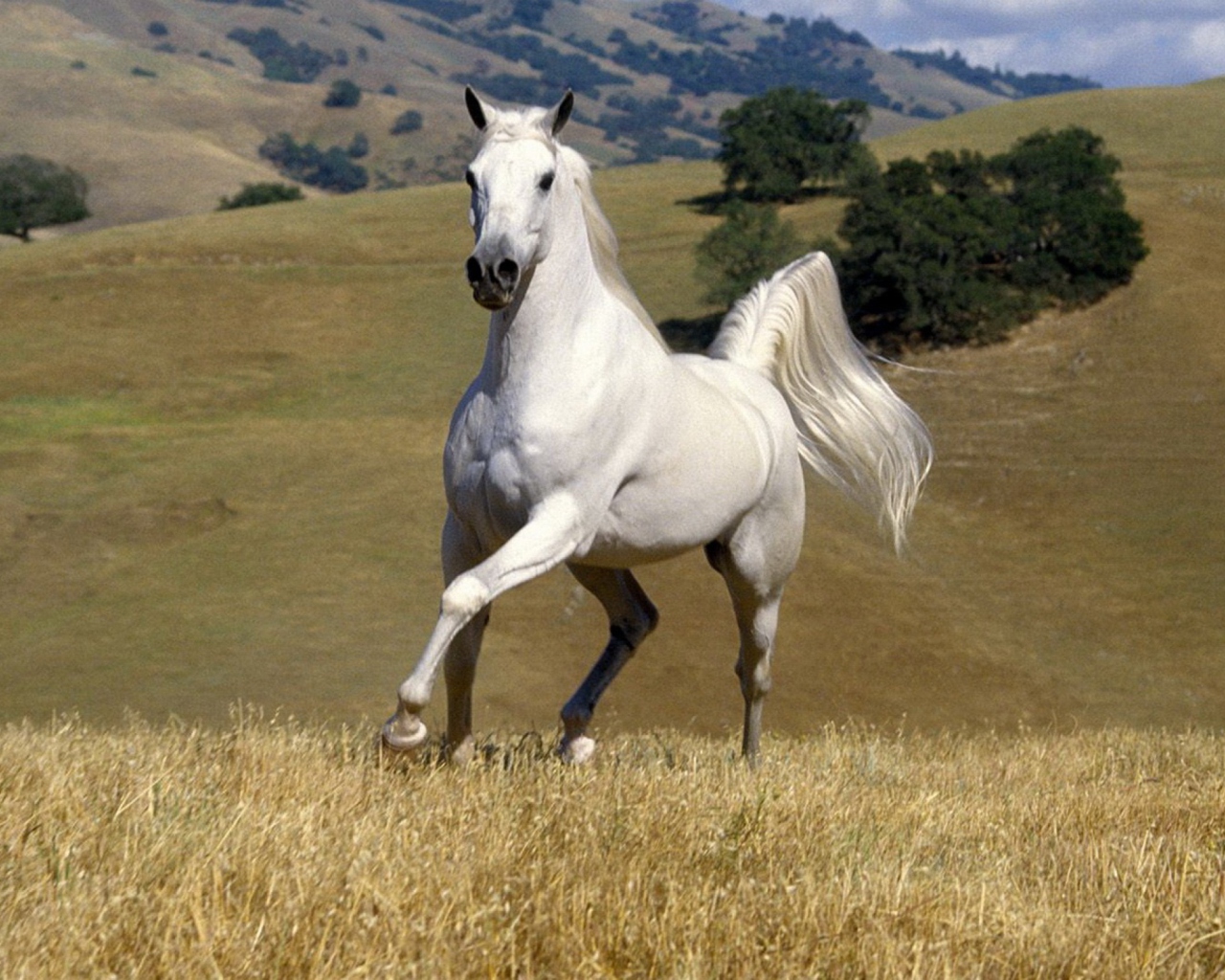White Horse wallpaper 1280x1024