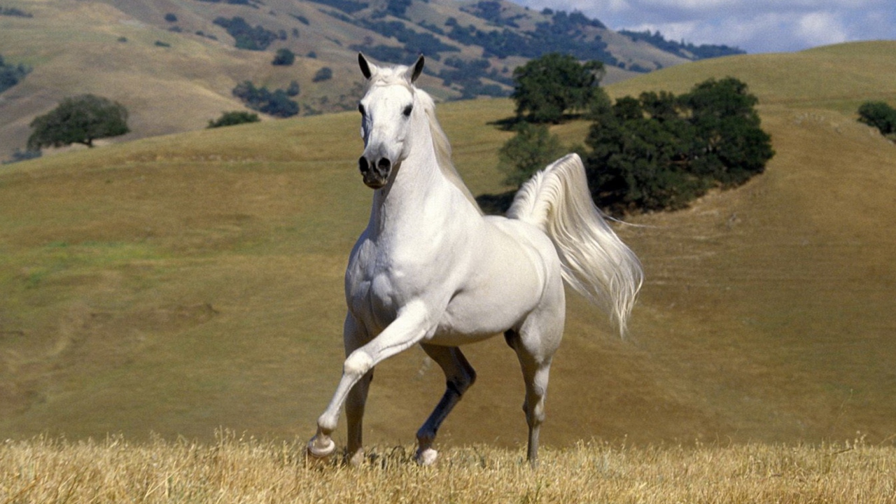 Sfondi White Horse 1280x720