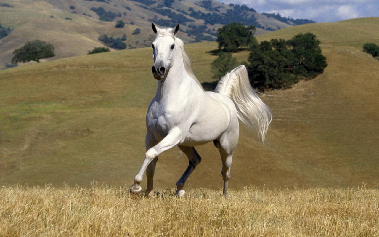 Sfondi White Horse 1280x800
