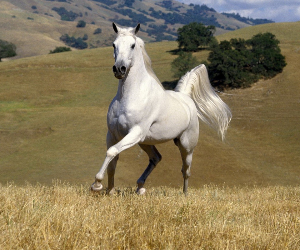 Screenshot №1 pro téma White Horse 960x800