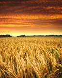 Sfondi Wheat Field 128x160