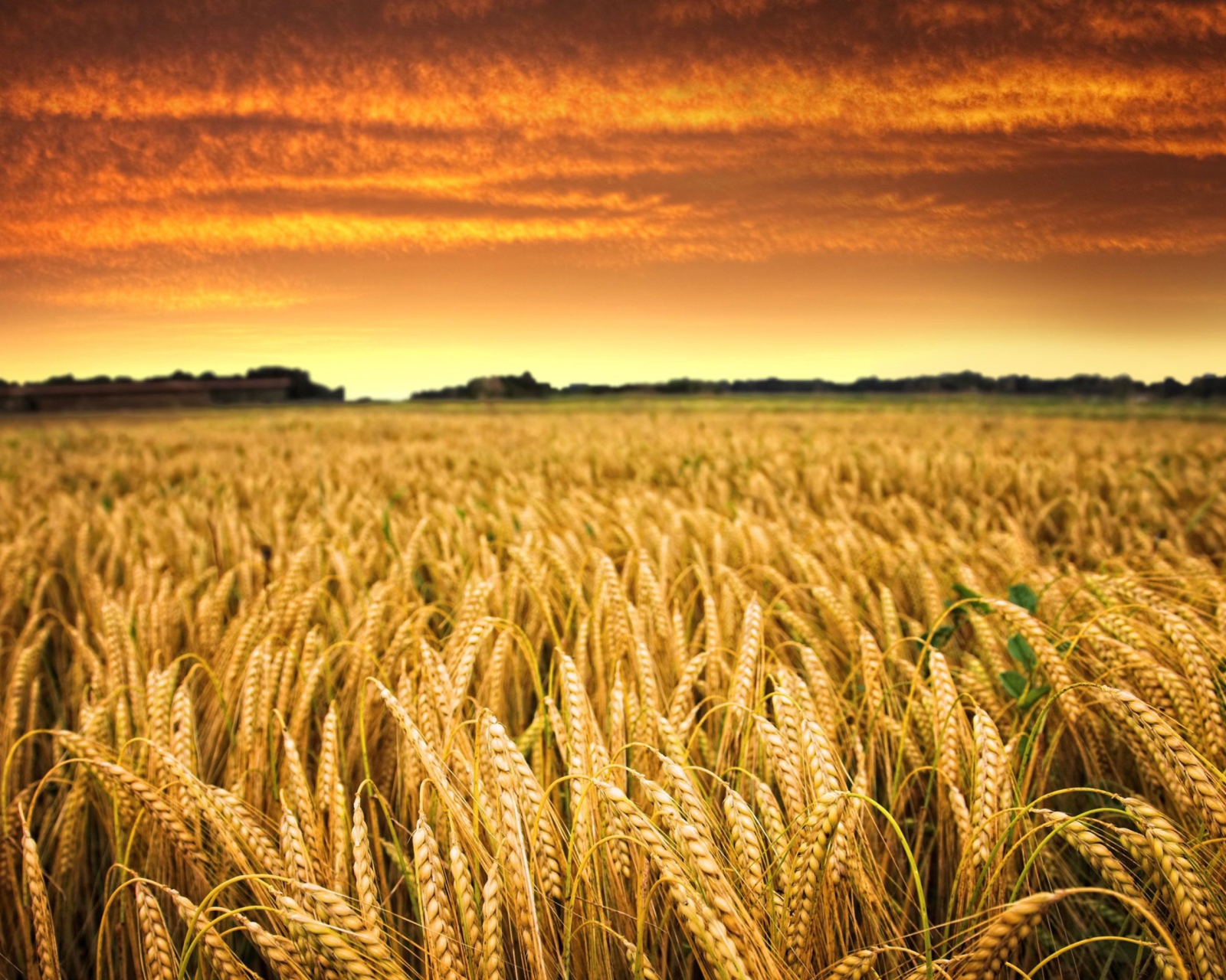 Wheat Field screenshot #1 1600x1280
