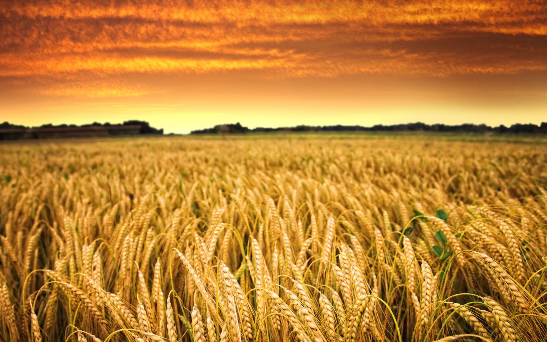 Wheat Field screenshot #1 1920x1200